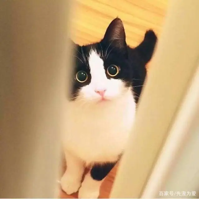 猫币_币猫交易所_币猫李昆运